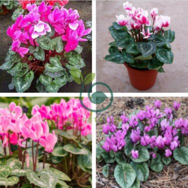 Cyclamen Mixed 4 Colors 10 Seeds