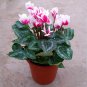 Cyclamen Mixed 4 Colors 10 Seeds