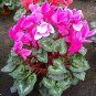 Cyclamen Mixed 4 Colors 10 Seeds