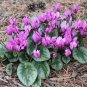 Cyclamen Mixed 4 Colors 10 Seeds
