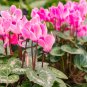 Cyclamen Mixed 4 Colors 10 Seeds