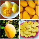 Mango-like Yellow Middle Bonsai Fruits 40 Seeds
