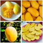 Mango-like Yellow Middle Bonsai Fruits 40 Seeds