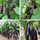 Black Eggplant 400 Seeds