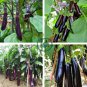 Black Eggplant 400 Seeds