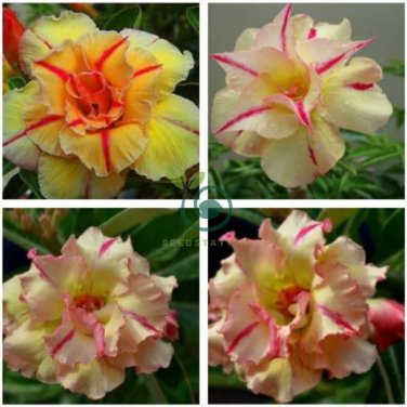 Adenium Light Orange Double Petals Dark Red Stripes Desert Rose Bonsai  4 Seeds