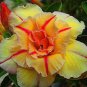 Adenium Light Orange Double Petals Dark Red Stripes Desert Rose Bonsai  4 Seeds