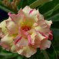 Adenium Light Orange Double Petals Dark Red Stripes Desert Rose Bonsai  4 Seeds