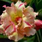 Adenium Light Orange Double Petals Dark Red Stripes Desert Rose Bonsai 4 Seeds