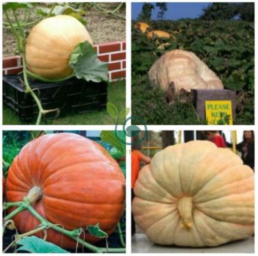 Atlanta Giant Pumpkin 10 Seeds