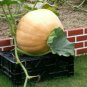 Atlanta Giant Pumpkin 10 Seeds