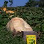 Atlanta Giant Pumpkin 10 Seeds
