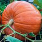 Atlanta Giant Pumpkin 10 Seeds