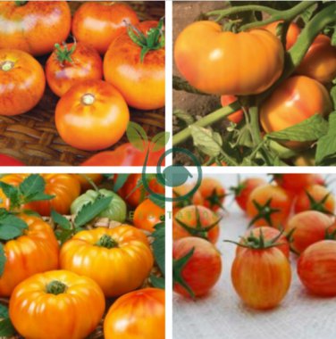 Red Tomato with Yellow Strip F1 600 Seeds