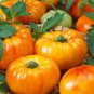 Red Tomato with Yellow Strip F1 600 Seeds