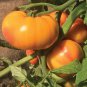 Red Tomato with Yellow Strip F1 600 Seeds