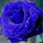 New Wild Blue Rose Plant 100 Seeds