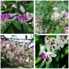 Heirloom Lysidice Rhodostegia Hance Tree  10 Seeds
