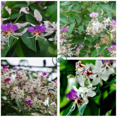 Heirloom Lysidice Rhodostegia Hance Tree  10 Seeds