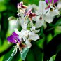 Heirloom Lysidice Rhodostegia Hance Tree 10 Seeds