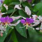 Heirloom Lysidice Rhodostegia Hance Tree 10 Seeds