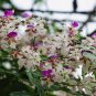 Heirloom Lysidice Rhodostegia Hance Tree 10 Seeds