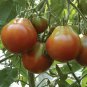 Chocolate Pear-shaped Cherry Tomato 200 Seeds