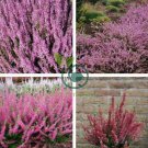 Heather Groundcover Plant 40 Seeds