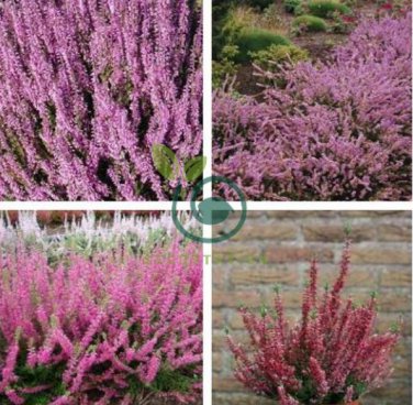 Heather Groundcover Plant 40 Seeds