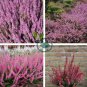 Heather Groundcover Plant 40 Seeds