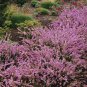 Heather Groundcover Plant 40 Seeds