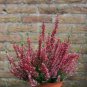 Heather Groundcover Plant 40 Seeds