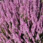 Heather Groundcover Plant 40 Seeds