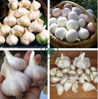 Giant Garlic Bulbils Lyubasha Winter(not Cloves) 100 Seeds