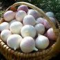 Giant Garlic Bulbils Lyubasha Winter(not Cloves) 100 Seeds