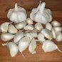 Giant Garlic Bulbils Lyubasha Winter(not Cloves) 100 Seeds