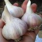 Giant Garlic Bulbils Lyubasha Winter(not Cloves) 100 Seeds