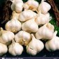 Giant Garlic Bulbils Lyubasha Winter(not Cloves) 100 Seeds