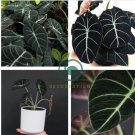 alocasia Elephant Ear  Taro 'Black Velvet'  40 Seeds