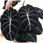 alocasia Elephant Ear Taro 'Black Velvet' 40 Seeds