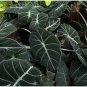alocasia Elephant Ear Taro 'Black Velvet' 40 Seeds