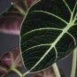 alocasia Elephant Ear Taro 'Black Velvet' 40 Seeds