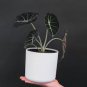 alocasia Elephant Ear Taro 'Black Velvet' 40 Seeds
