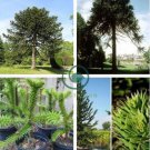 Araucaria Araucana for Planting Monkey Puzzle Tree 100 Seeds