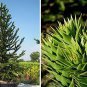 Araucaria Araucana for Planting Monkey Puzzle Tree 100 Seeds