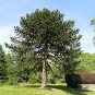 Araucaria Araucana for Planting Monkey Puzzle Tree 100 Seeds