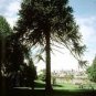 Araucaria Araucana for Planting Monkey Puzzle Tree 100 Seeds