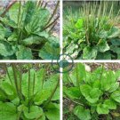 Organic Broadleaf Plantain  Plantago Major Non-Hybrid 200 Seeds
