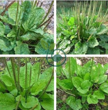 Organic Broadleaf Plantain  Plantago Major Non-Hybrid 200 Seeds