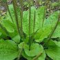 Organic Broadleaf Plantain  Plantago Major Non-Hybrid 200 Seeds